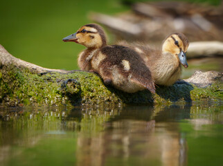 Mallard Ducklings exploring their environment for the first time. Local lake, Fishers, Indiana, Summer. 