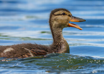 Mallard Ducklings exploring their environment for the first time. Local lake, Fishers, Indiana, Summer. 
