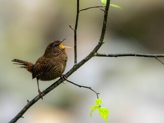 森の中で枝に留まってさえずっているミソサザイ
