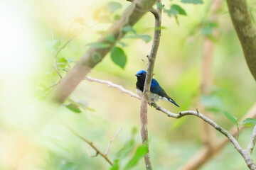 新緑の中、大きく美しい声でさえずる美しいオオルリ(ヒタキ科)の幼鳥。
日本国神奈川県相模原市、早戸川林道にて。
2024年6月撮影。
The beautiful juvenile Blue-and-white Flycatcher (Cyanoptila cyanomelana) chirp loudly and beautifully in the fresh green.