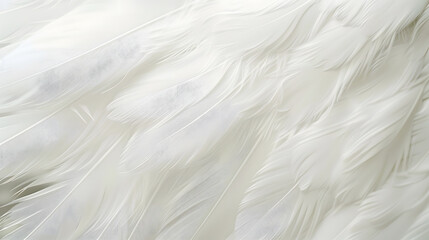 Obraz premium Bright white feather texture Overhead top view flat lay Copy space Birthday card Mothers Valentines Womens Wedding Day concept Selective focus : Generative AI