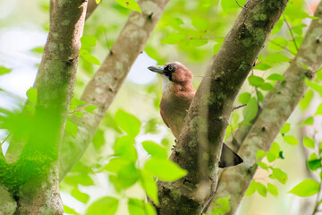 美しいカケス（カラス科）

日本国神奈川県相模原市、早戸川林道にて。
2024年6月撮影。

Beautiful Eurasian Jay (Garrulus glandarius, family comprising crows).
