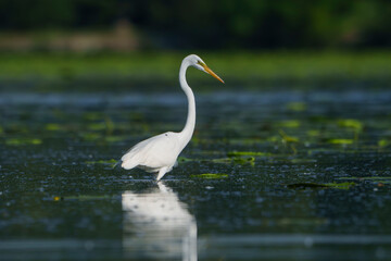 Graceful Great White Egret (Adrea Alba) fishing and scouring the water of a local lake while flying...