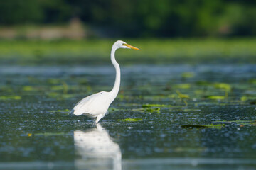 Graceful Great White Egret (Adrea Alba) fishing and scouring the water of a local lake while flying...