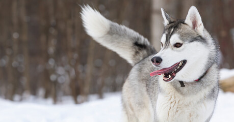 Young Husky sticks out her tongue while playing in a winter field.