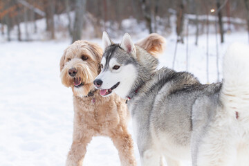Happy Golden Doodle plays with a Husky in a snowy field.