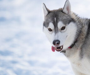 Young Husky sticks out her tongue while playing in a winter field.