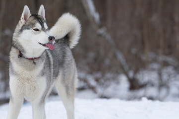 Young Husky sticks out her tongue while playing in a winter field.