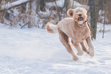 Happy Golden Doodle runs through a snowy field.