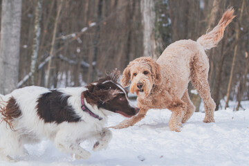 Happy Golden Doodle plays with a spaniel in a snowy field.