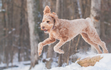 Happy Golden Doodle jumps into the air while playing in a snowy field.