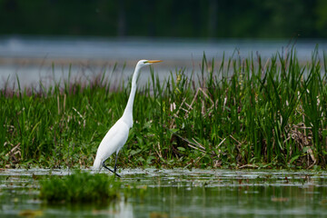 Graceful Great White Egret (Adrea Alba) fishing and scouring the water of a local lake while flying and stalking in shallow water. Local lake, Fishers, Indiana, Summer. 