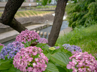 水辺のあじさい