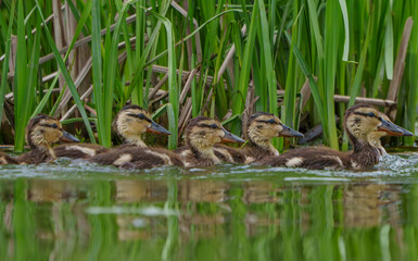 Mallard Ducklings exploring their environment for the first time. Local lake, Fishers, Indiana, Summer. 