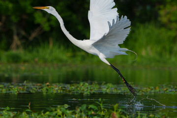 Graceful Great White Egret (Adrea Alba) fishing and scouring the water of a local lake while flying and stalking in shallow water. Local lake, Fishers, Indiana, Summer. 