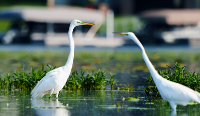 Graceful Great White Egret (Adrea Alba) fishing and scouring the water of a local lake while flying and stalking in shallow water. Local lake, Fishers, Indiana, Summer.  © Ryan