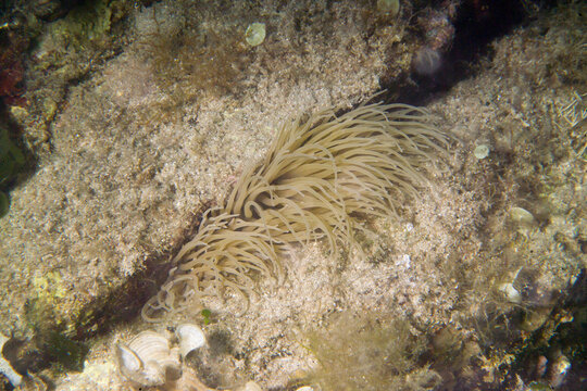 sea anemone (Anemonia sulcata). Capo Caccia. Alghero, Sardinia