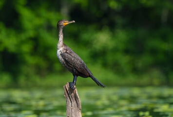 Double Crested Cormorant perched on driftwood at a large lake in Fishers Indiana, Summer. 