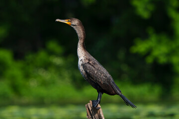 Double Crested Cormorant perched on driftwood at a large lake in Fishers Indiana, Summer. 