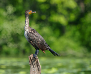 Double Crested Cormorant perched on driftwood at a large lake in Fishers Indiana, Summer. 