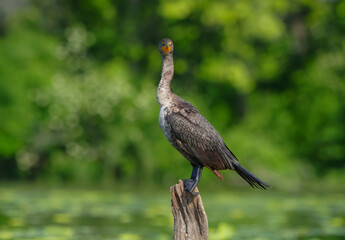 Double Crested Cormorant perched on driftwood at a large lake in Fishers Indiana, Summer. 