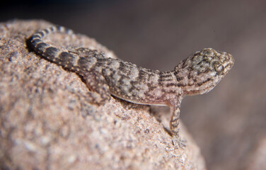 Moorish Gecko, Moorish Wall Gecko, Common Gecko or Crocodile Gecko (Tarentola mauritanica),
Baratz Lake, Sassari, Alghero, Sardinia, Italy.