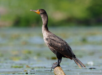 Double Crested Cormorant perched on driftwood at a large lake in Fishers Indiana, Summer. 