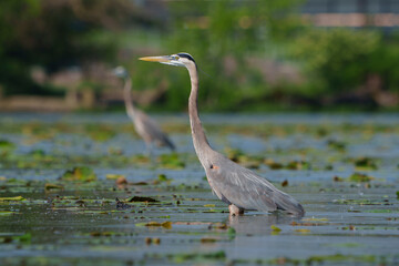 Great Blue Heron (Adrea Herodias), Flying and Fishing in Morning Light. Local lake, Fishers, Indiana, Summer. 