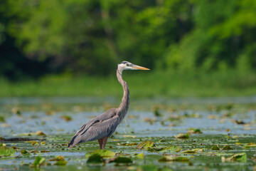 Great Blue Heron (Adrea Herodias), Flying and Fishing in Morning Light. Local lake, Fishers, Indiana, Summer. 
