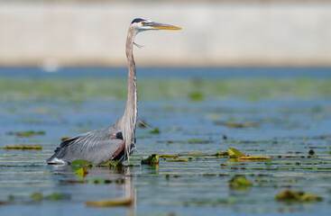 Great Blue Heron (Adrea Herodias), Flying and Fishing in Morning Light. Local lake, Fishers, Indiana, Summer. 