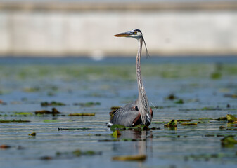 Great Blue Heron (Adrea Herodias), Flying and Fishing in Morning Light. Local lake, Fishers, Indiana, Summer. 