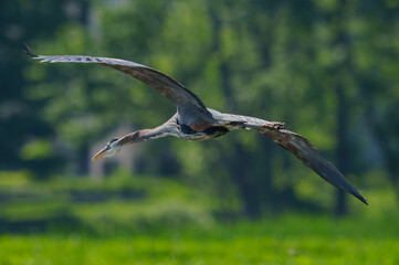 Great Blue Heron (Adrea Herodias), Flying and Fishing in Morning Light. Local lake, Fishers, Indiana, Summer. 