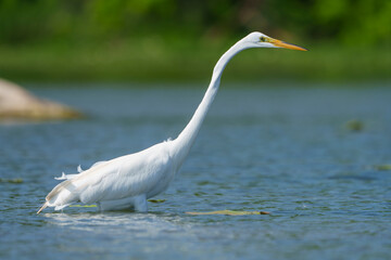 Graceful Great White Egret (Adrea Alba) fishing and scouring the water of a local lake while flying and stalking in shallow water. Local lake, Fishers, Indiana, Summer. 