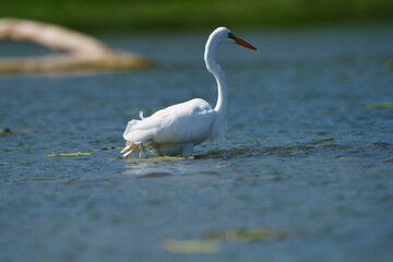 Obraz premium Graceful Great White Egret (Adrea Alba) fishing and scouring the water of a local lake while flying and stalking in shallow water. Local lake, Fishers, Indiana, Summer. 