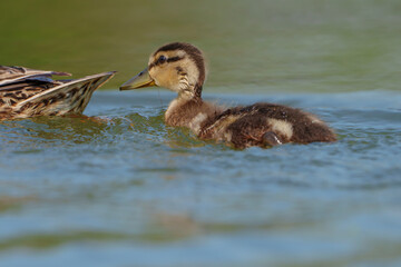 Adorable, Mallard Ducklings venturing onto lake for first time in morning light at a lake in,...