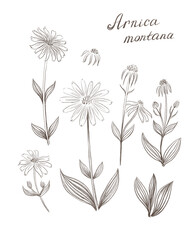 Arnica montana, also known as wolf's bane, leopard's bane, mountain tobacco and mountain arnica, is a moderately toxic European flowering plant in the daisy family,  illustration on white background