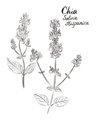  Salvia hispanica, commonly known as chia, aromatic and medicinal plant - sketch on white background