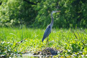 Great Blue Heron (Adrea Herodias), Flying and Fishing in Morning Light. Local lake, Fishers, Indiana, Summer. 