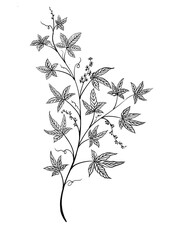 Gynostemma pentaphyllum,Jiaogulan vines,  also called jiaogulan,  twisting blue plant, used in Chinese traditional medicine, illustration on white background