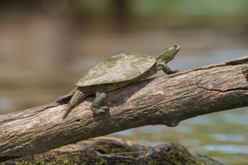 Amazing yellow-bellied slider turtle sitting on log by lake in Fishers, Indiana, Summer.  