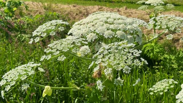 Flowering giant hogweed in the landscape, (Heracleum mantegazzianum) an invasive species that is difficult to eradicate, in Glemminge, Ystad Municipality, Skane County, Sweden, Scandinavia, Europe