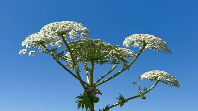 Flowering giant hogweed, (Heracleum mantegazzianum) an invasive species that is difficult to eradicate, in Glemminge, Ystad Municipality, Skane County, Sweden, Scandinavia, Europe