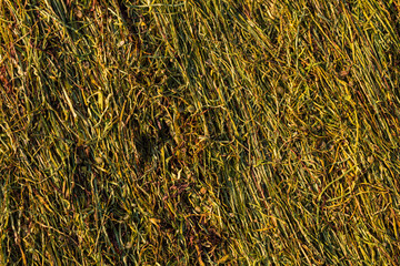 Texture of cut tobacco leaves, High quality dried cut tobacco leaves