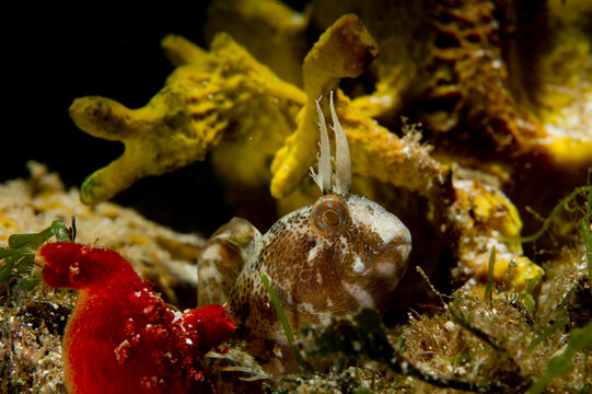 Bavosa cornuta (Parablennius tentacularis). The tentacled blenny (Parablennius tentacularis) is a species of combtooth blenny Porto Conte, Alghero, Sardinia. Italy