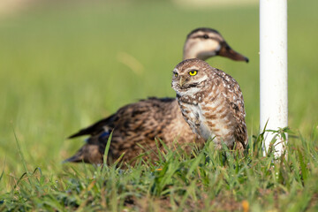 A burrowing owl (Athene cunicularia) with a duck walking right behind it. A funny and unexpected moment in Cape Coral, Florida