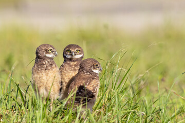 Three juvenile / young burrowing owls (Athene cunicularia) sitting together in the grass in Cape Coral, Florida