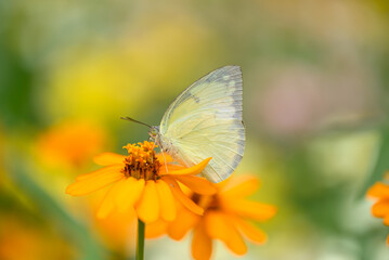 Small butterfly with orange flower in garden, Spring season