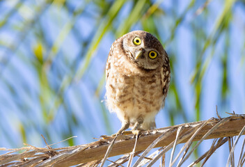 A burrowing owl (Athene cunicularia) hops into a palm tree to look at me (which I took as my signal to leave!) in Cape Coral, Florida.