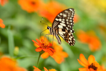 Beautiful butterfly with colorful flower garden in spring season