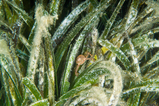 Death's head crab (Ilia nucleus). sea pebble crab detailed close-up in natural habitat Capo Caccia, Alghero, Sardinia, Italy
